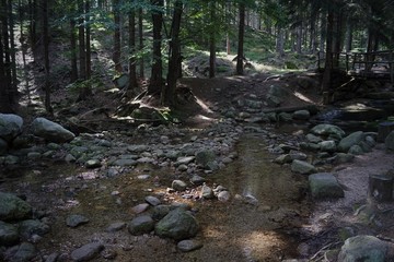 wooden bridge and small stream in the forest