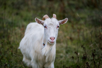 White goat in a meadow on a farm. Raising cattle on a ranch, pasture