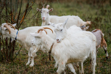 Obraz na płótnie Canvas A herd of white and brown goats in a meadow on a farm. Raising livestock on a ranch, pasture