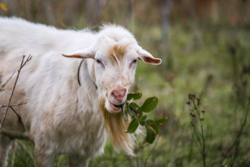 Obraz premium White goat in a meadow on a farm. Raising cattle on a ranch, pasture