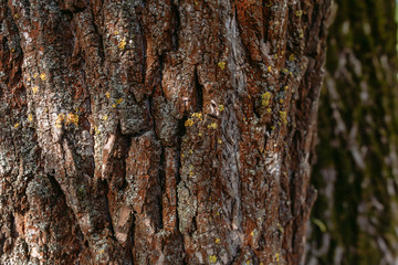 Obraz premium Closeup view photography of texture of bark of old huge tree growing outdoor in sunny spring forest.