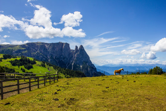 A Horse, Schlern Massif and Santner Peak on a Summer Day