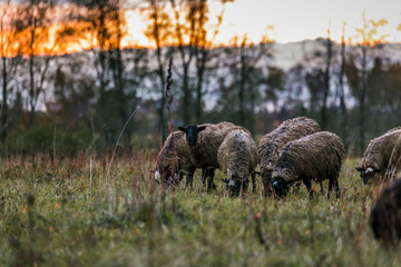 Sheep white with a black head in a pen in the stable on a farm at sunset. Raising cattle on a ranch, pasture