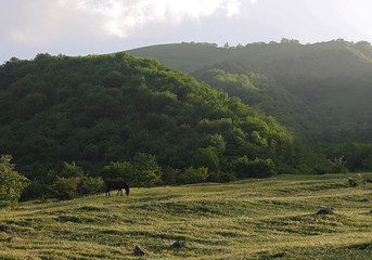 landscape with a horse in a meadow
