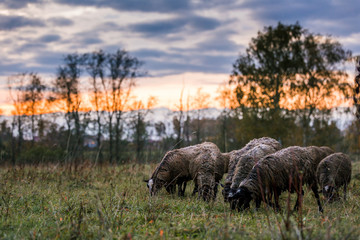 Fototapeta premium Sheep white with a black head in a pen in the stable on a farm at sunset. Raising cattle on a ranch, pasture