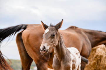 Young foal of appaloosa breed, western horse