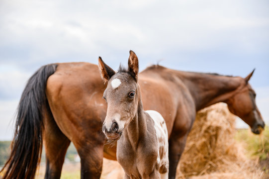 Young foal of appaloosa breed, western horse