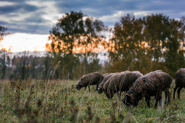 Sheep white with a black head in a pen in the stable on a farm at sunset. Raising cattle on a ranch, pasture