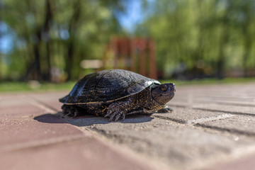 Closeup view photography of wild river tortoise walking to water on sunny city beach.