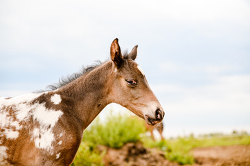 Naklejka na ściany i meble Young foal of appaloosa breed, western horse