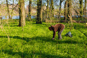 Forest floor covered with miracle leek, Berlin bear's garlic, Allium paradoxum, a man collects...