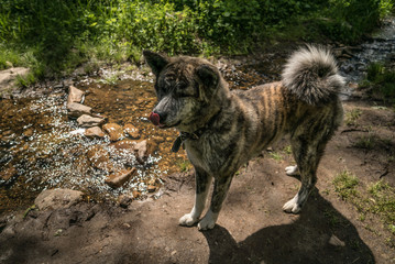 Akita inu brindle in the natural environment