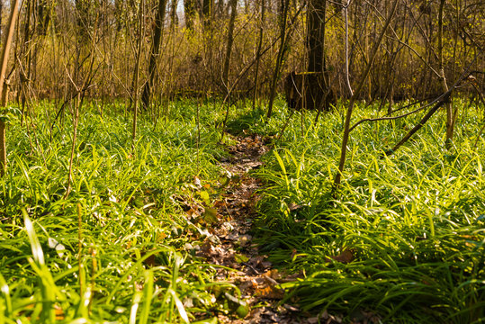 Forest floor covered with miracle leek, Berlin bear's garlic, Allium paradoxum, in german: Wunder-Lauch