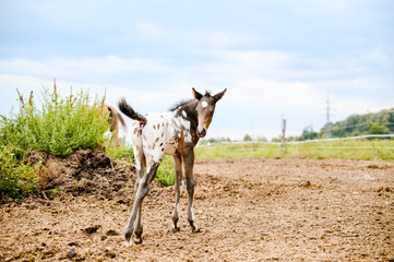 Young foal of appaloosa breed, western horse