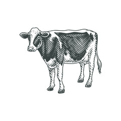 dairy catlle cow engraved hand drawing