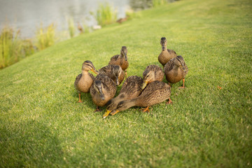 Picture of nine wild dicks on green grass nibble it together. Eating plants outside on meadow or in park. Beautiful wildlife outdoors.