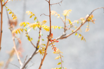 Red leaves of new shoots on tree branches in early spring