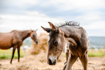 Young foal of appaloosa breed, western horse