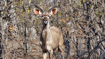 antilope