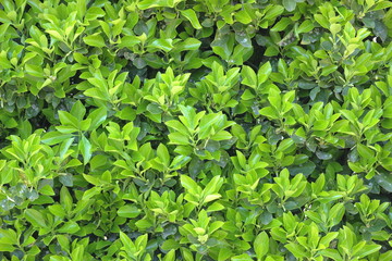 Fototapeta na wymiar 明るい葉っぱ　のイメージ　自然　緑