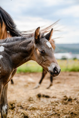 Fototapeta na wymiar Young foal of appaloosa breed, western horse