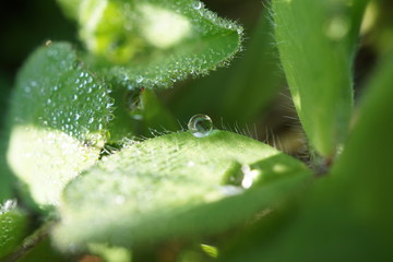 Fototapeta premium morning dew