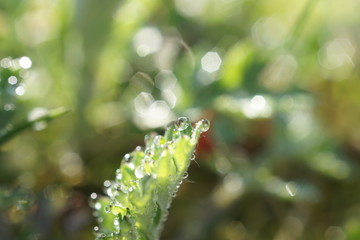 morning dew
