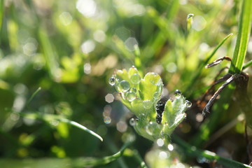 morning dew