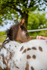 Young foal of appaloosa breed, western horse