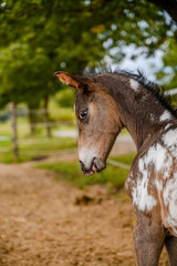 Young foal of appaloosa breed, western horse