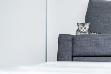 Ein Britisch Kurzhaar Kätzchen liegt auf einem Sofa