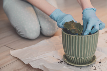 Woman in gloves plants sprouted violet leaf in pot with fertile plant soil at home.