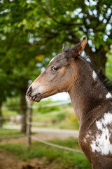 Young foal of appaloosa breed, western horse