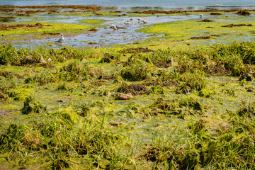 Natural beach at low tide