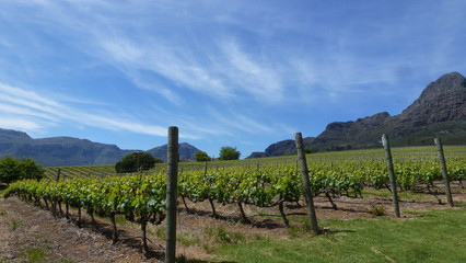 Fototapeta na wymiar vigne sudafrica