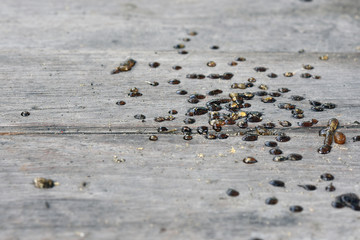Stains from the rubber of the falling mangoes fell to the wood floor.