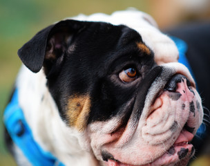 Closeup of the face of white and black English/British Bulldog Dog looking at the side