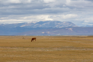 Obraz premium A lonely brown calf grazes. in the meadows of the Altai mountains. Russia.