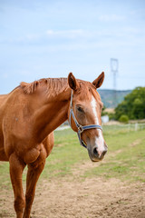 Naklejka na ściany i meble Portrait of amazing animal, beautiful horse on nature background.