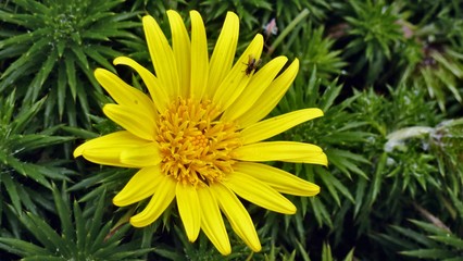 fiore giallo  © laura