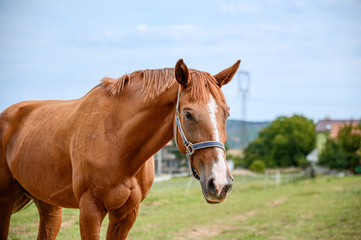 Naklejka na ściany i meble Portrait of amazing animal, beautiful horse on nature background.