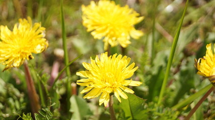 dandelion in grass