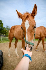 Obraz premium Cute looking litlle foal of thoroughbred on spring pasture.
