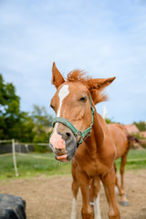 Cute looking litlle foal of thoroughbred on spring pasture.