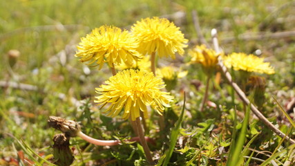 dandelions in a meadow