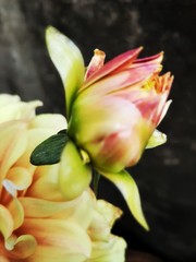 a beautiful dahlia flower bud 