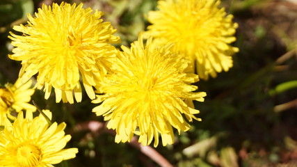 dandelions in the garden
