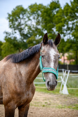Fototapeta premium Portrait of amazing animal, beautiful horse on nature background.