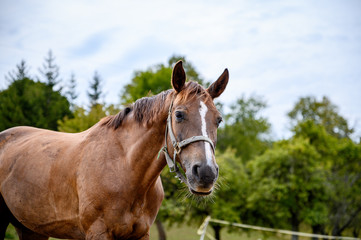Obraz premium Portrait of amazing animal, beautiful horse on nature background.