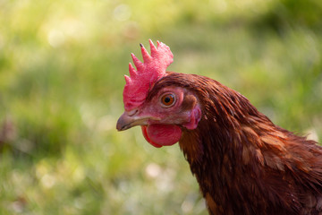 portrait of a chicken